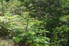 Heracleum sprengelianum